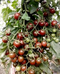 black cherry7